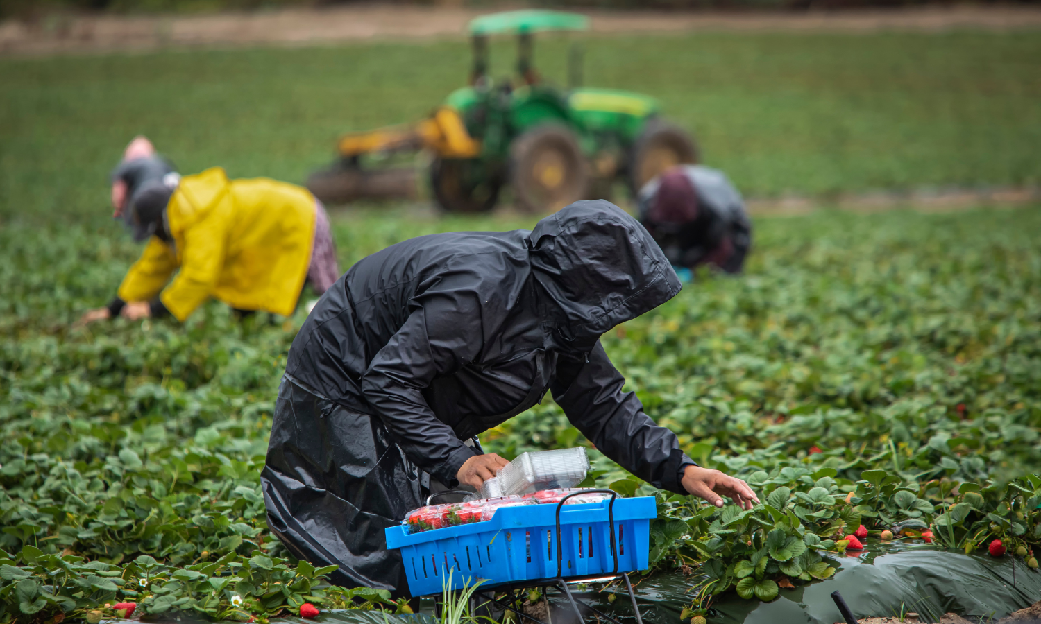 The United States Needs to Protect Its Farmworkers from “Danger Season”